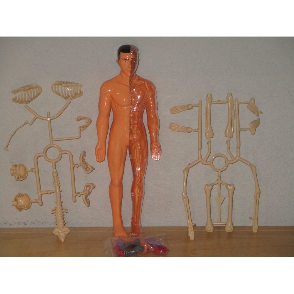 Human Anatomy Model Set Removable Skeleton And Full Torso Educational 30 Piece